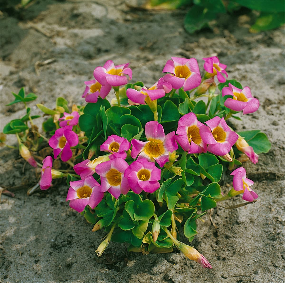 OXALIS DEPRESSA (OXALIS INOPS)