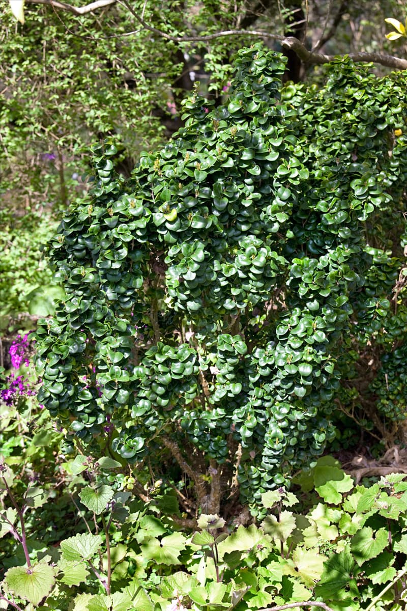 Ligustrum japonicum Rotundifolium
