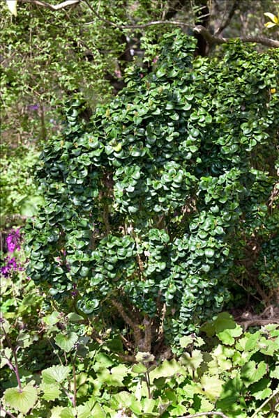 Ligustrum japonicum Rotundifolium