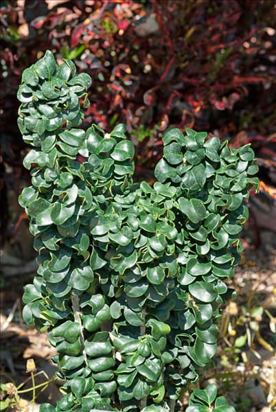 Ligustrum japonicum Rotundifolium