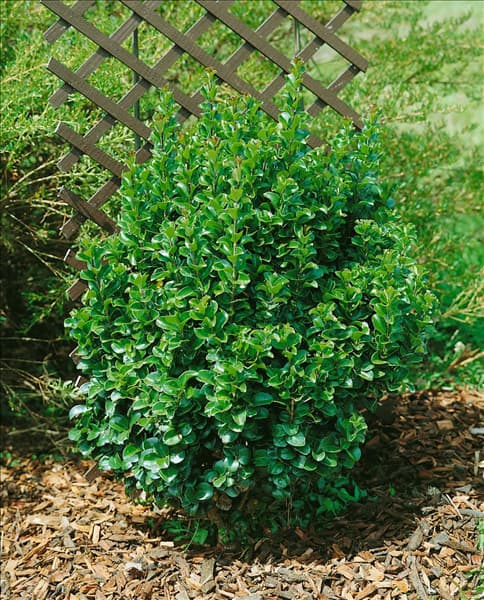Ligustrum japonicum Rotundifolium