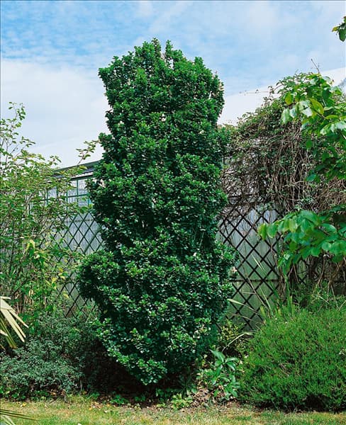 Ligustrum japonicum Rotundifolium