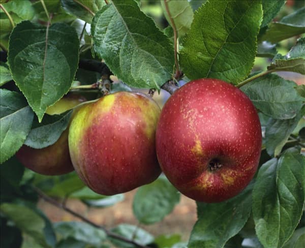 Malus domestica Roter Boskoop