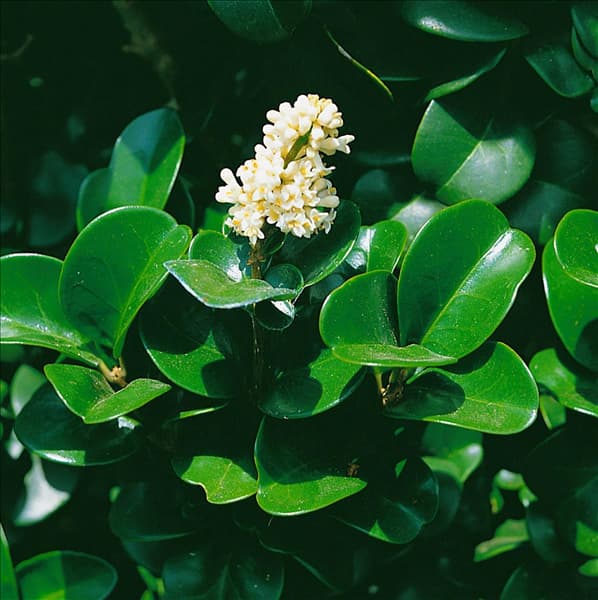 Ligustrum japonicum Rotundifolium