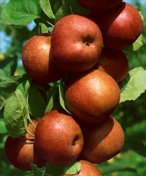 Malus domestica Roter Boskoop
