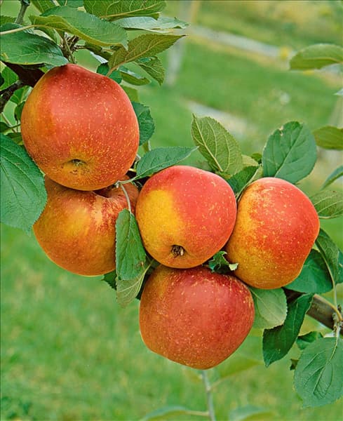 Malus domestica Roter Boskoop