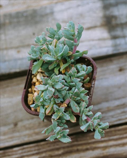 Oscularia deltoides