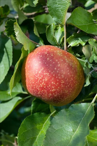 Malus domestica Roter Boskoop