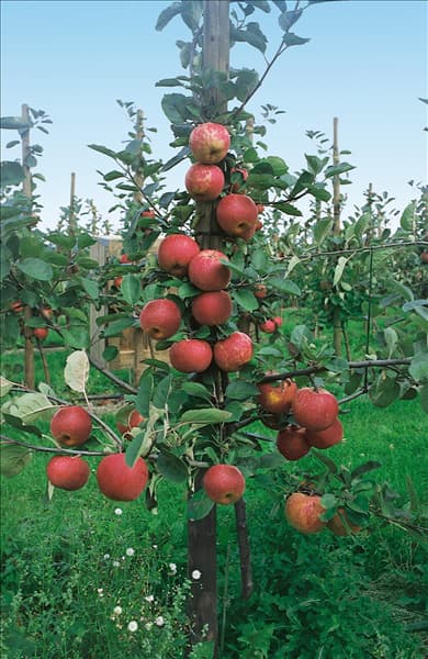 Malus domestica Roter Boskoop