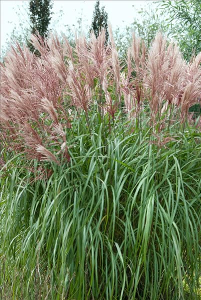 Miscanthus sinensis Kleine Fontäne