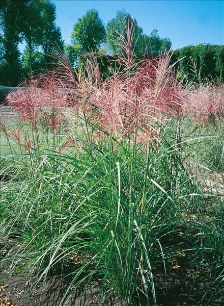 Miscanthus sinensis Kleine Fontäne
