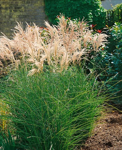 Miscanthus sinensis Kleine Fontäne