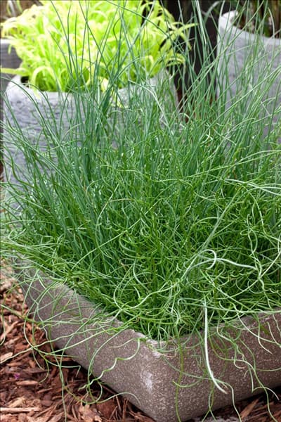 Juncus effusus Spiralis