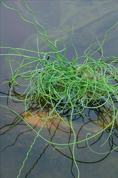 Juncus effusus Blue Medusa
