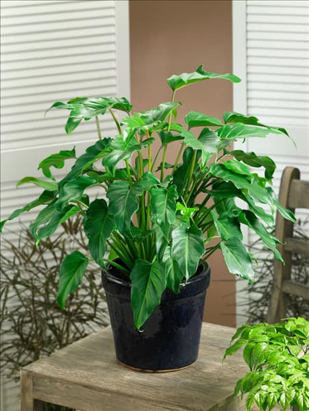 Philodendron Xanadu in pot