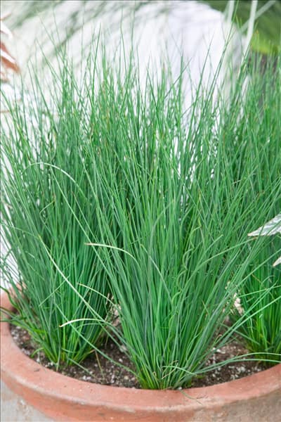 Juncus effusus Twisted Dart