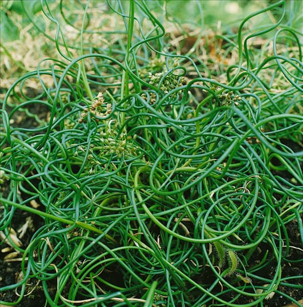 Juncus effusus Spiralis