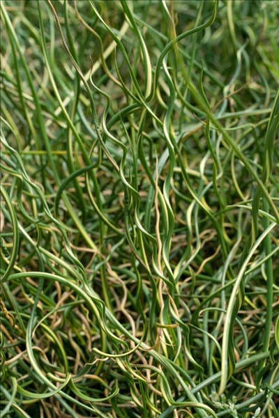 Juncus effusus var. decipiens Curly Wurly