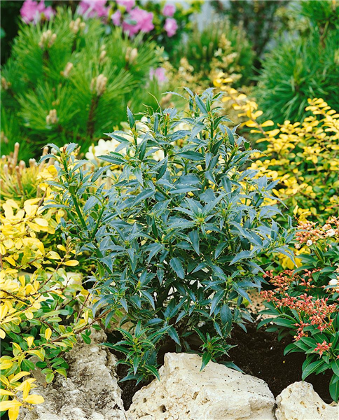 Ilex aquifolium Myrtifolia