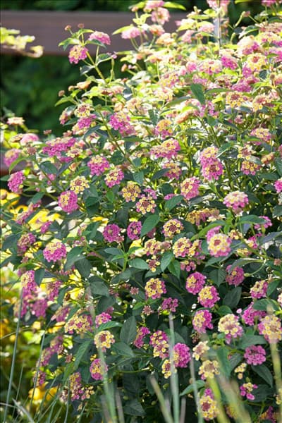 Lantana camara