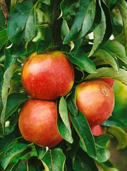 Apfel / Malus domestica Ballerina (Bolero)