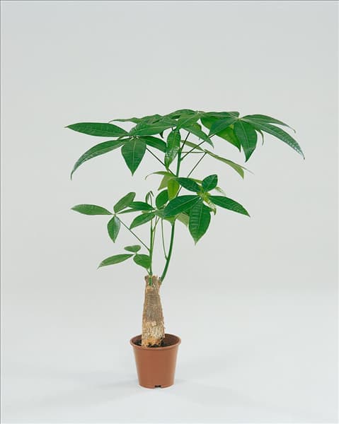 Pachira aquatica