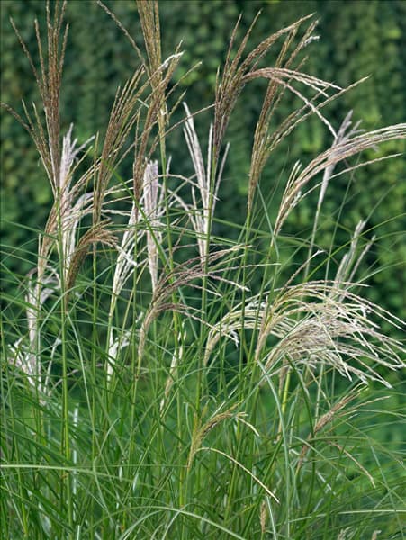 Miscanthus sinensis Kleine Silberspinne