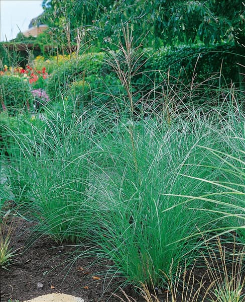 Miscanthus sinensis Kleine Silberspinne