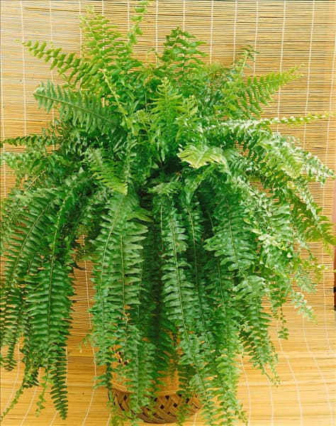 Nephrolepis exaltata 'Duffy'
