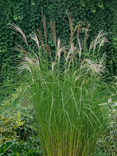 Miscanthus sinensis Kleine Silberspinne