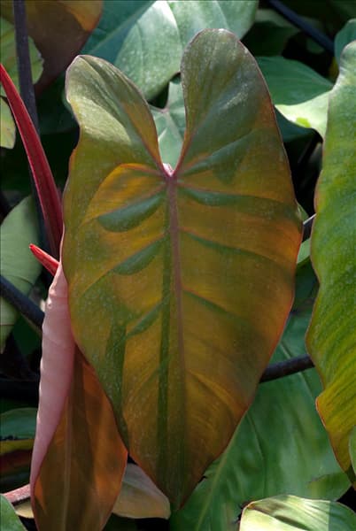 Philodendron erubescens Red Emerald
