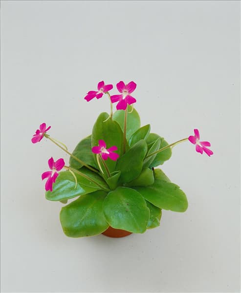 PINGUICULA MORANENSIS