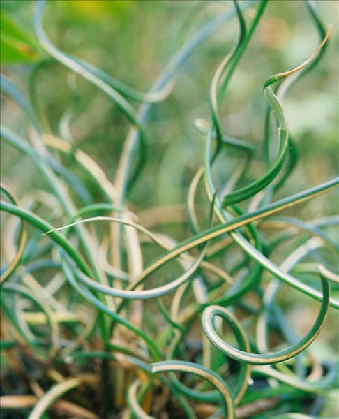 Juncus effusus Spiralis Variegatus