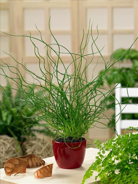 Juncus effusus Spiralis in pot