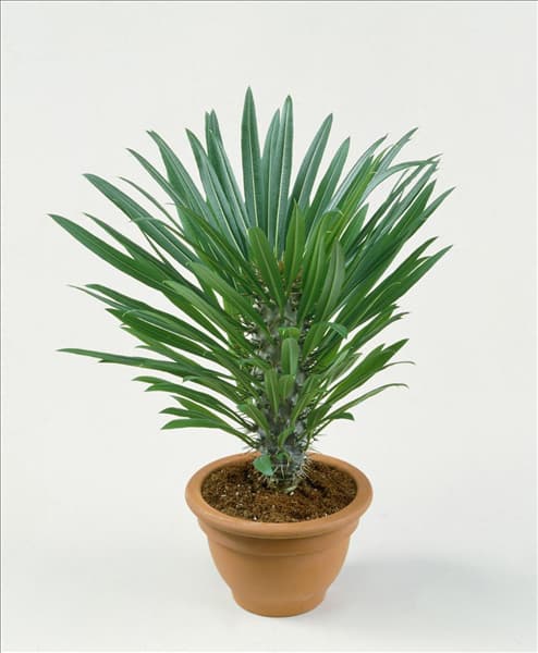 PACHYPODIUM LAMIERI
