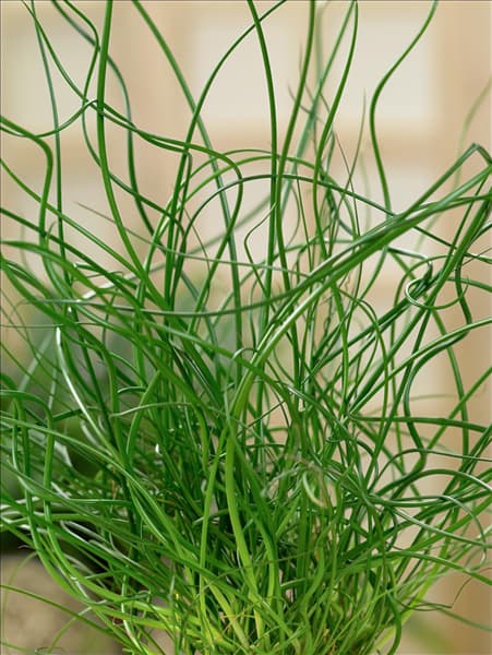 Juncus effusus Spiralis