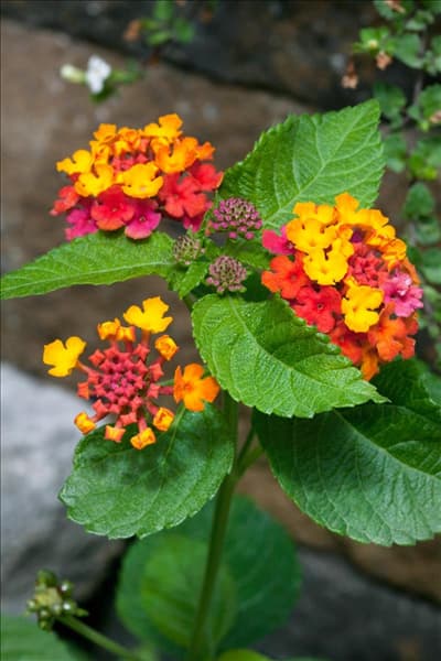 Lantana camara Bandito
