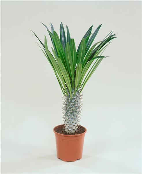 Pachypodium lamerei