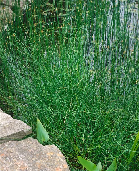 Juncus effusus Spiralis