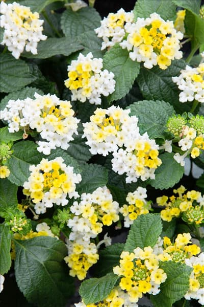 Lantana Esperanta Citrus