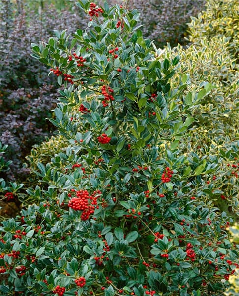 ILEX AQUIFOLIUM J. C. VAN TOL