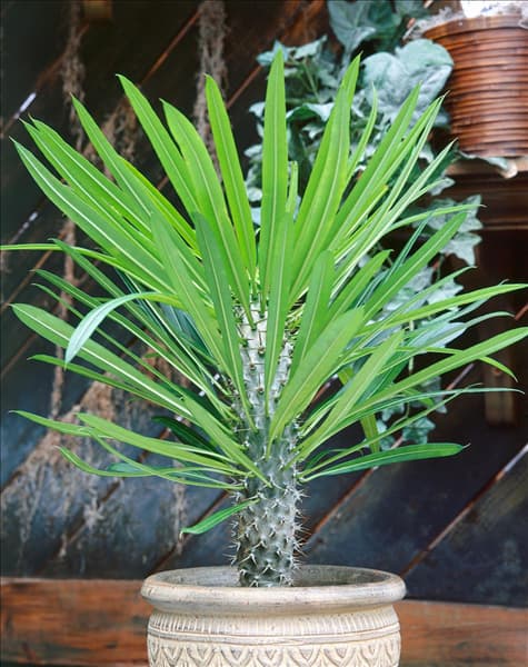 Pachypodium lamerei in pot
