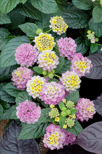 Lantana Lucky (TM) Honey Blush