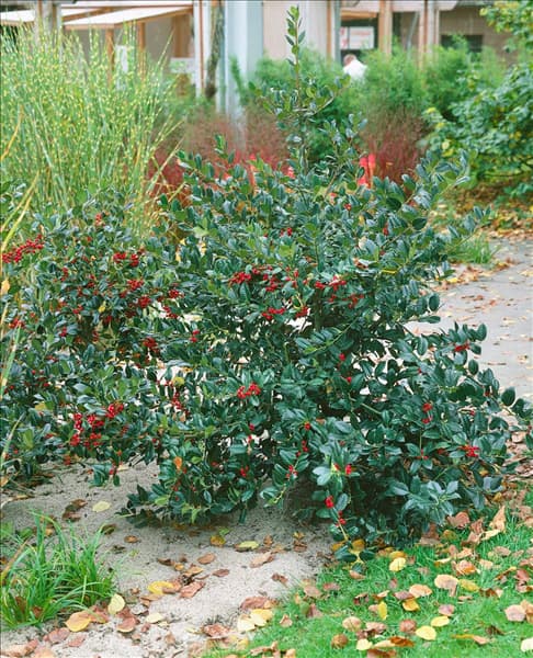 ILEX AQUIFOLIUM J. C. VAN TOL