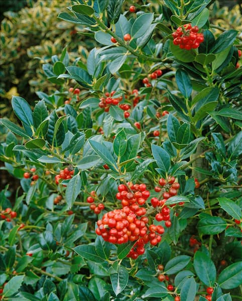ILEX AQUIFOLIUM J. C. VAN TOL
