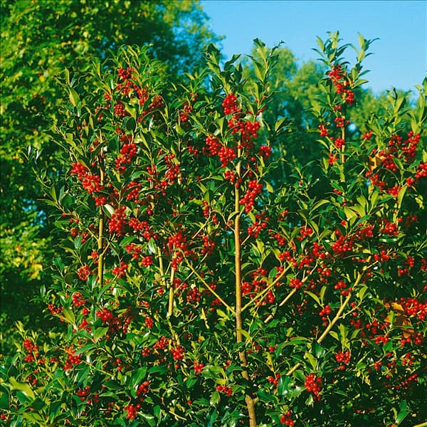 ILEX AQUIFOLIUM J. C. VAN TOL