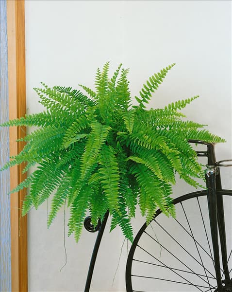 Nephrolepis exaltata