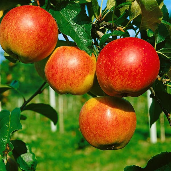 Apfel / Malus domestica Royal Gala