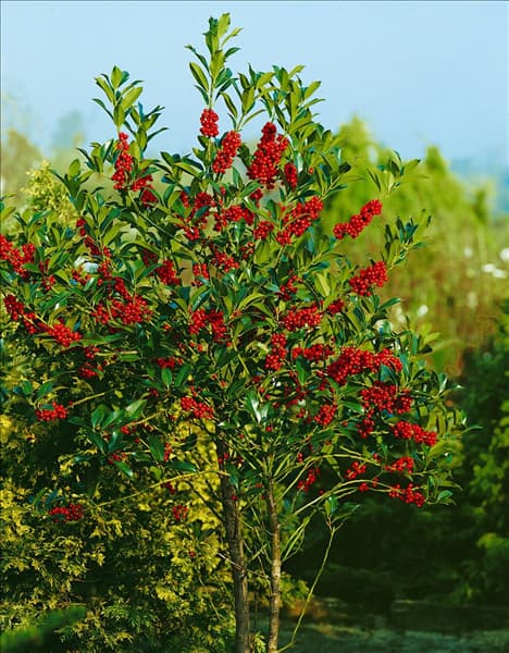 ILEX AQUIFOLIUM J. C. VAN TOL