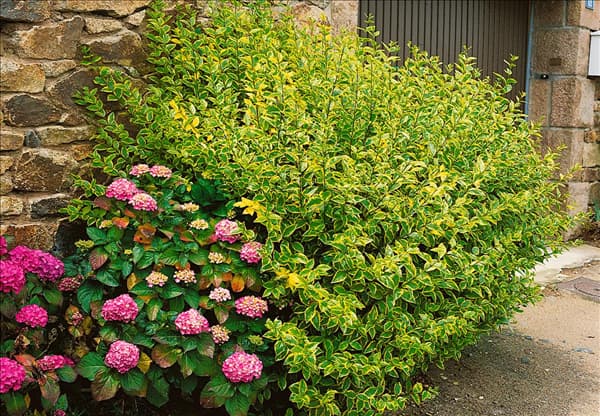 LIGUSTRUM OVALIFOLIUM AUREUM